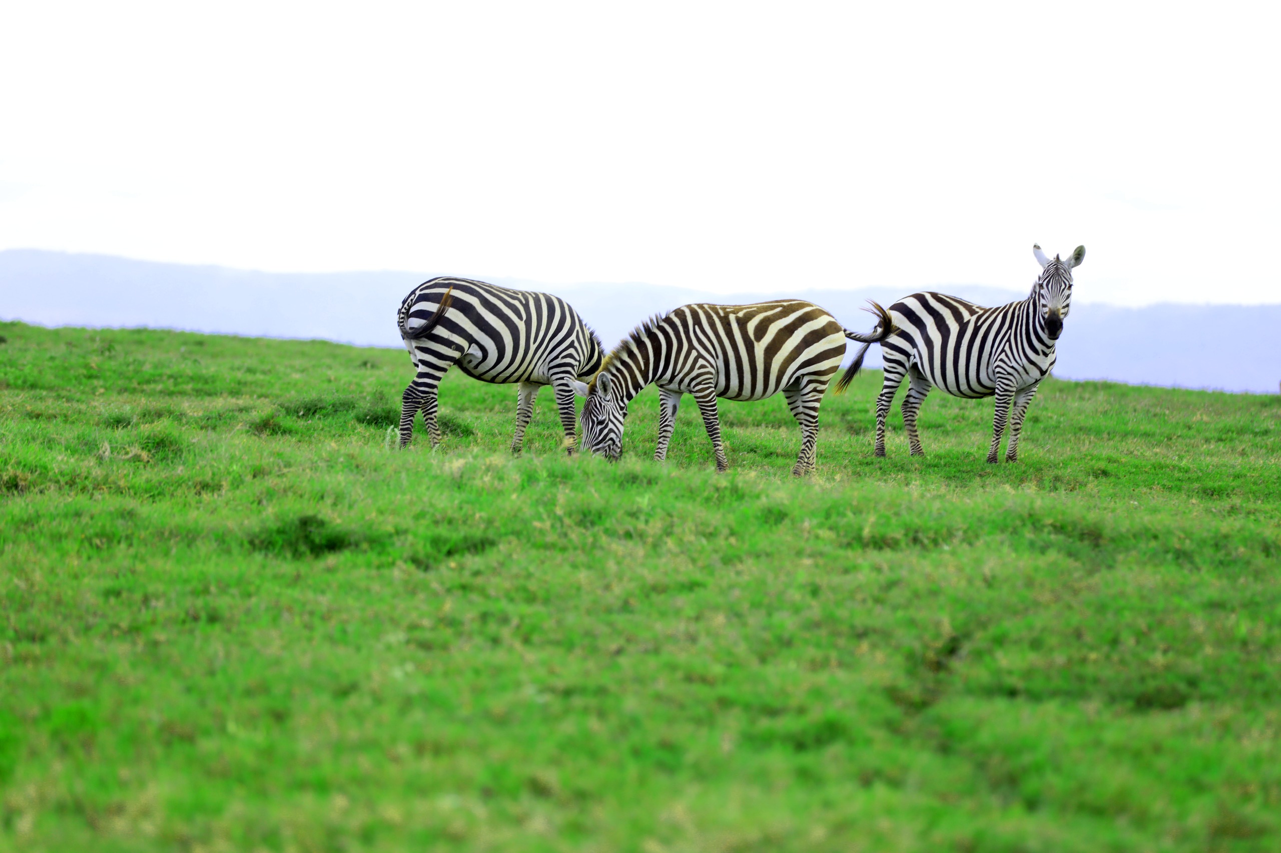 Nakuru Wildlife 1